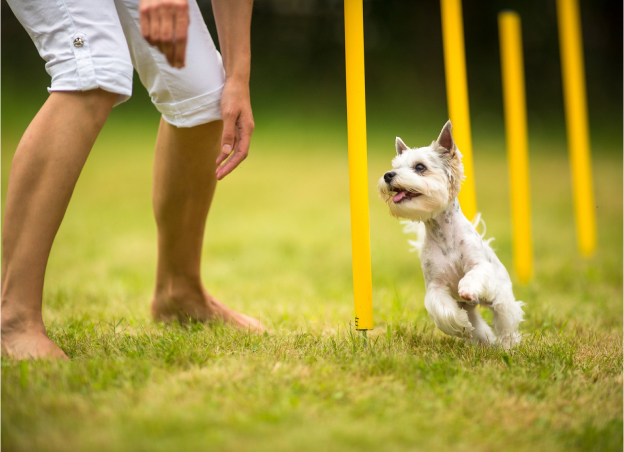 bilan de comportements canin à Us dans le Val d'Oise 95