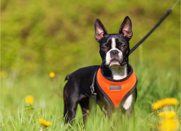 senace d'education canine à Us dans le Val d'Oise 95