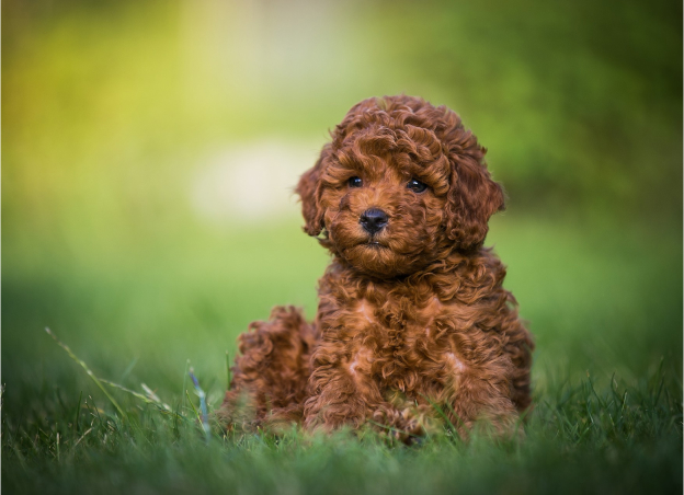 accueil du chiot et éductaion à Us dans le Val d'Oise 95