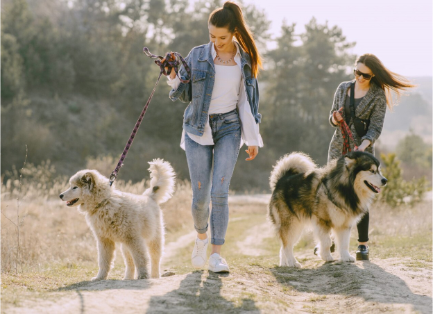 balades collectives canines à Us dans le Val d'Oise 95
