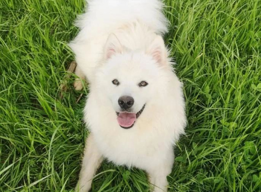 éducation de chien à us dans le Val d'Oise 95