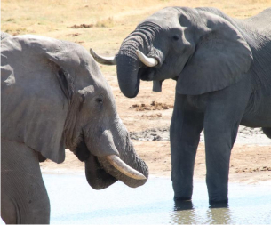 éléphant en afrique