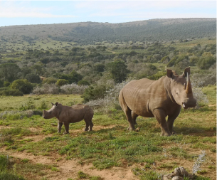 rhinocéros en afrique