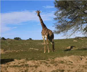 girafe en afrique