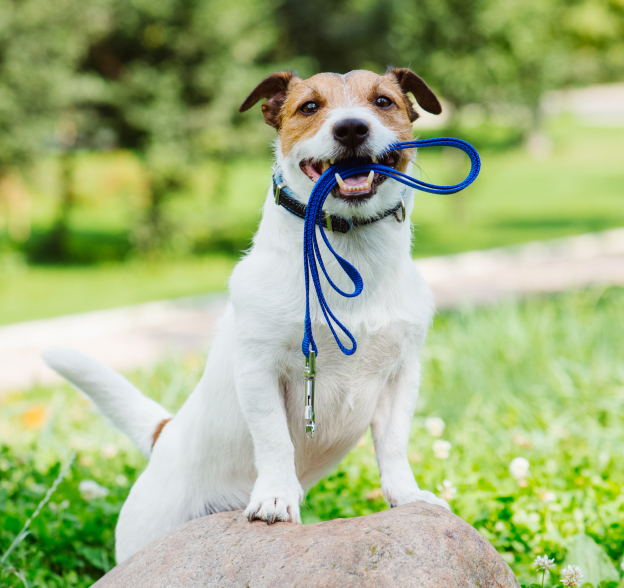 balades canines collectives à us dans le Val d'Oise 95