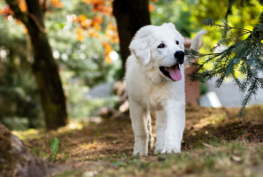 education jeune chien à us dans le Val d'Oise 95
