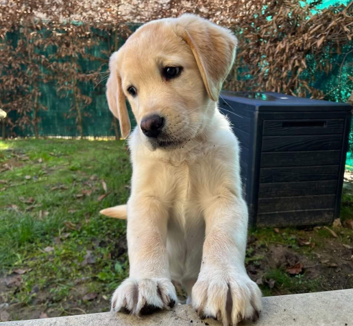 éducation chiot à us dans le Val d'Oise 95