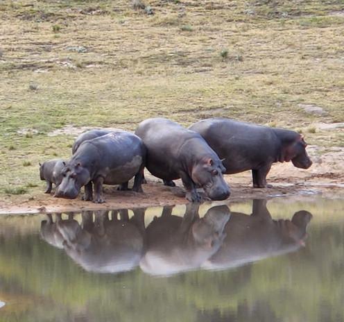 Hippopotames