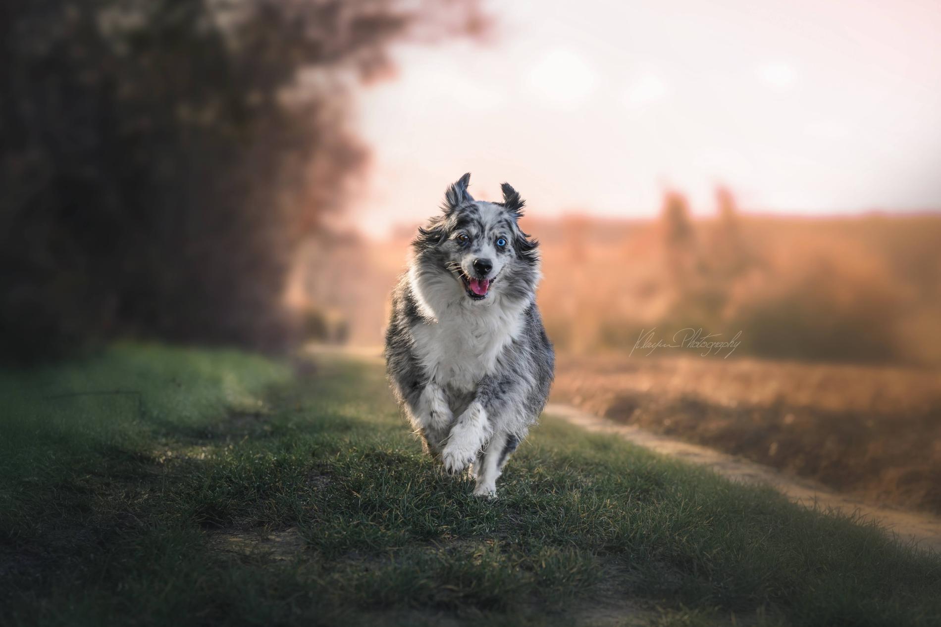 Éducateur canin dans le Val-d’Oise (95)