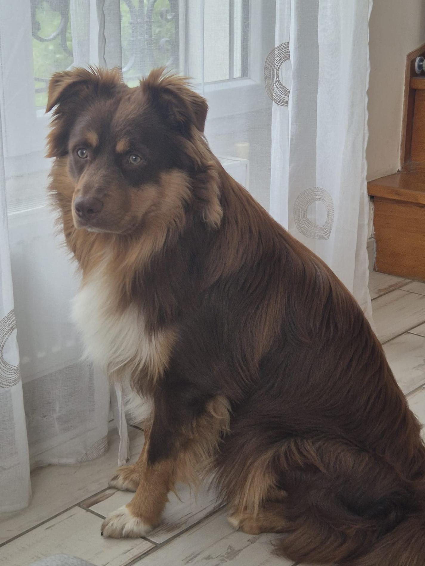 Comprendre son chien
