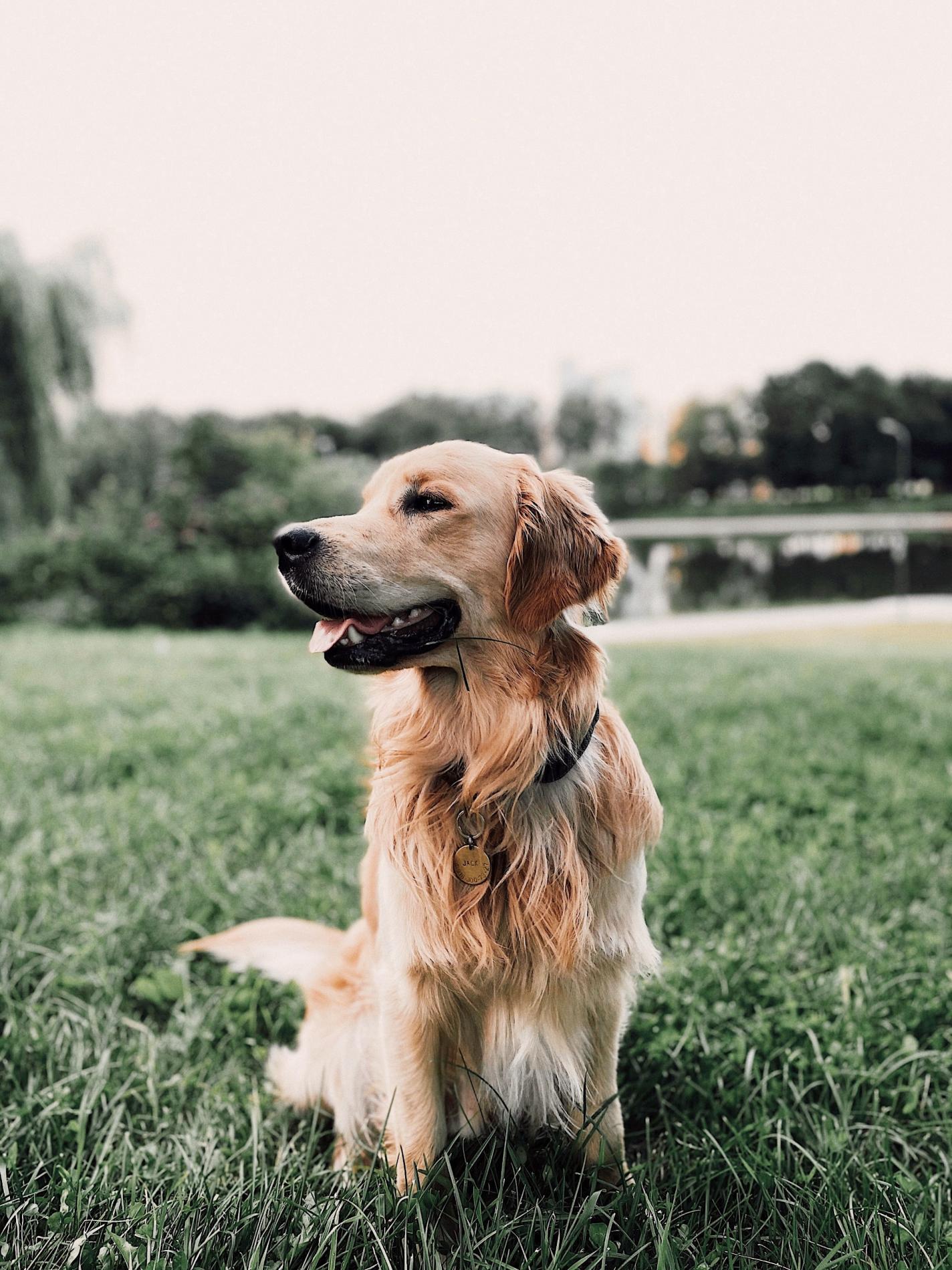 La relation harmonieuse entre l'humain et son chien