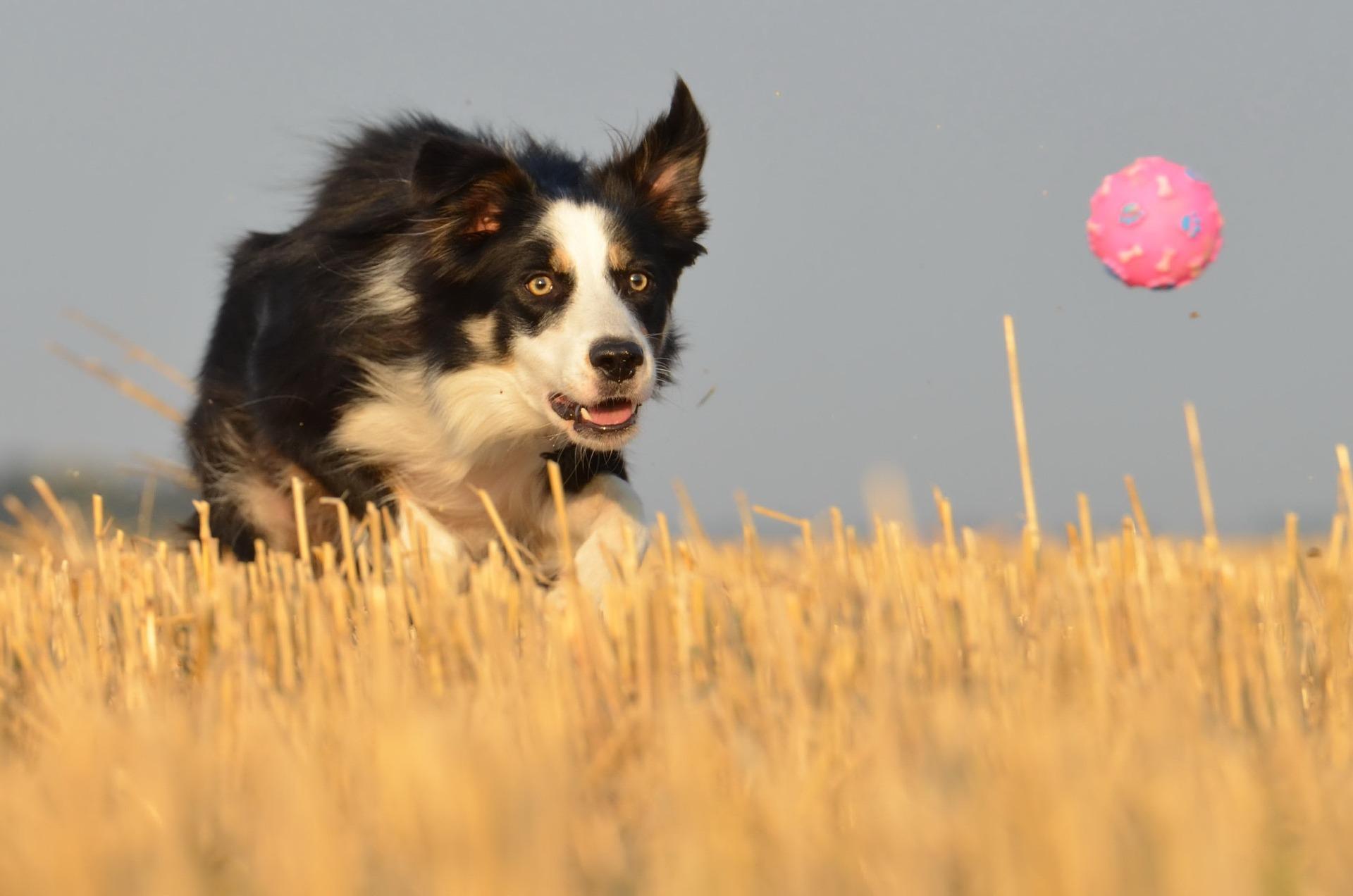 Pourquoi le lancer de balle peut nuire à votre chien – Avis d’un éducateur canin dans le Val-d’Oise, l'Oise et les Yvelines
